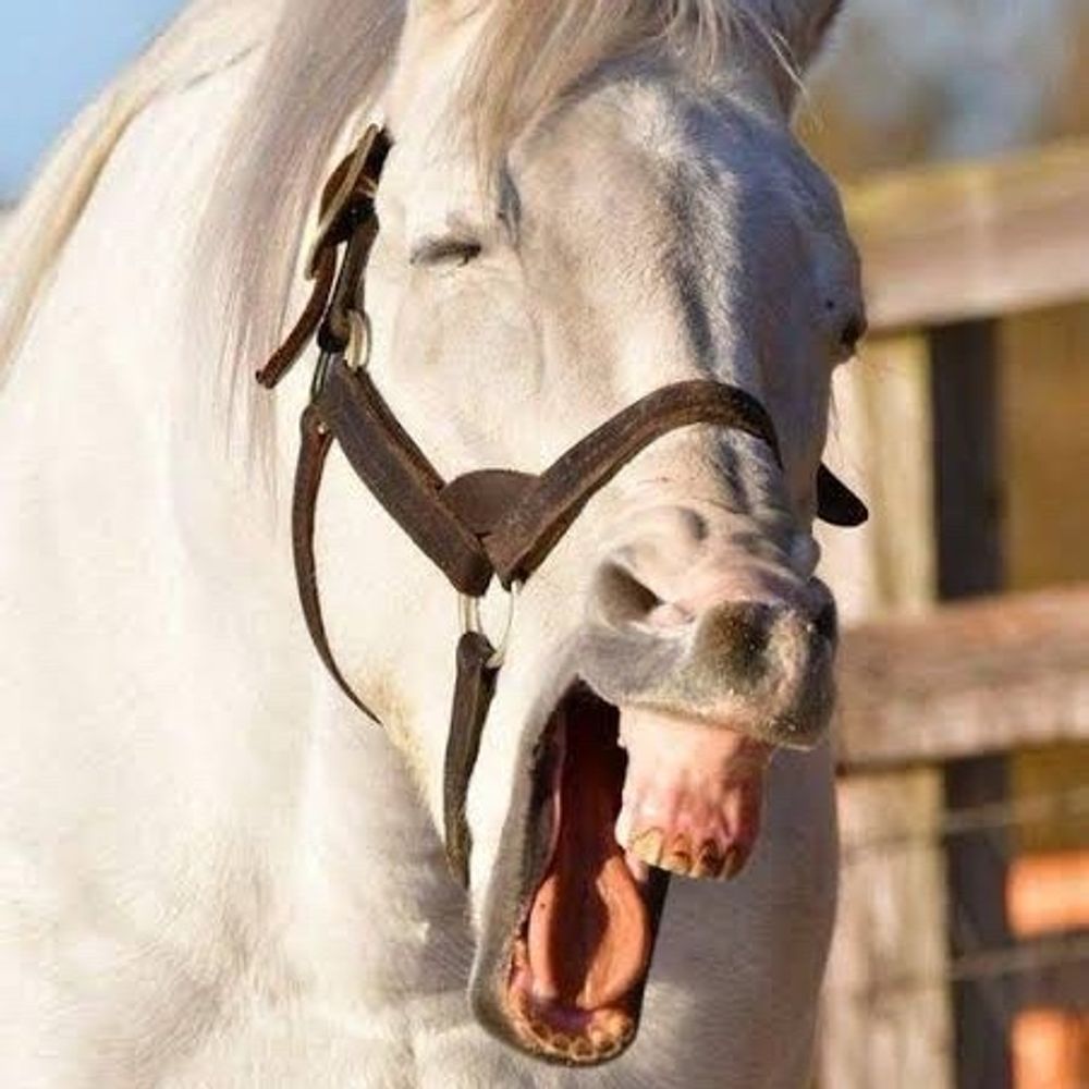凛瞳🐴馬の姿