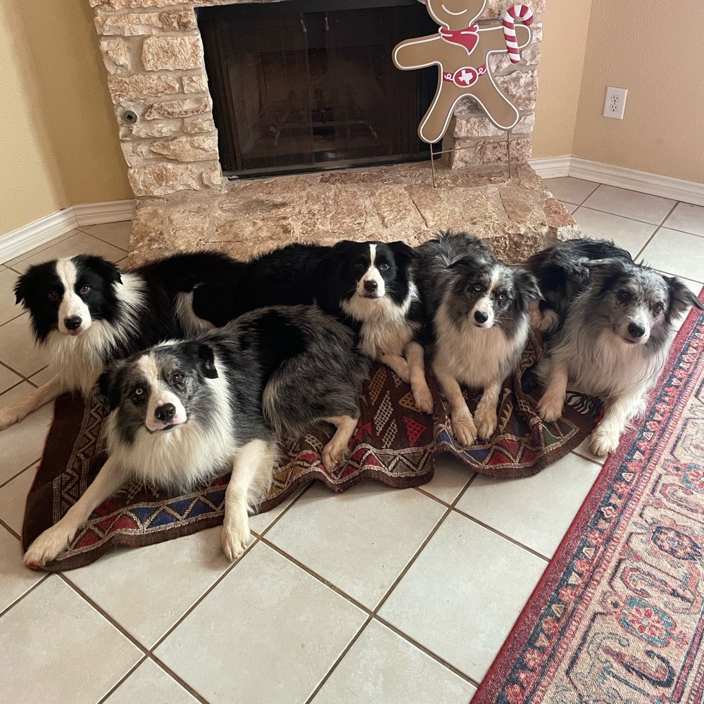 Harhoura Border Collies