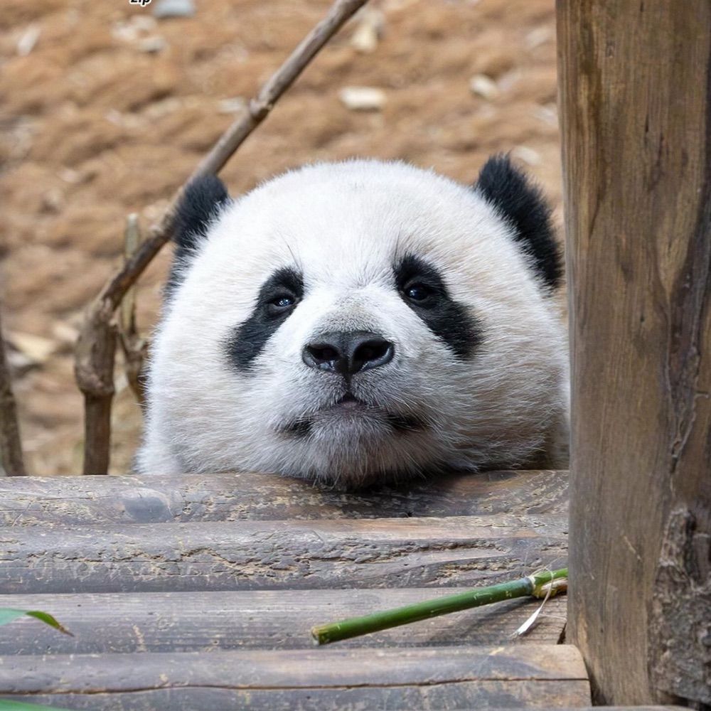 熊貓