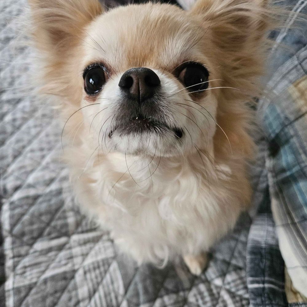 Zuboo