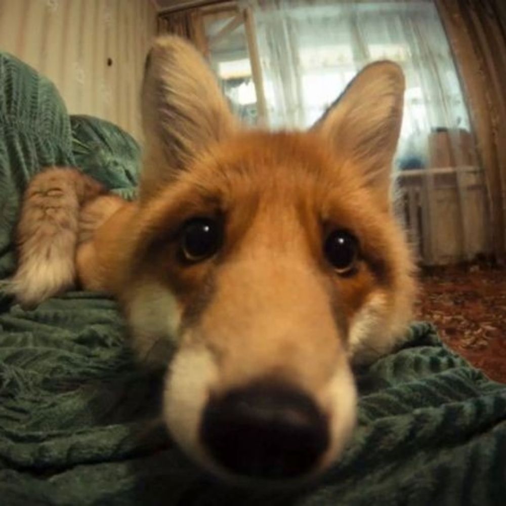 Fox :3