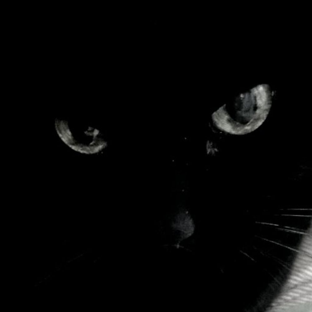 くろねこ