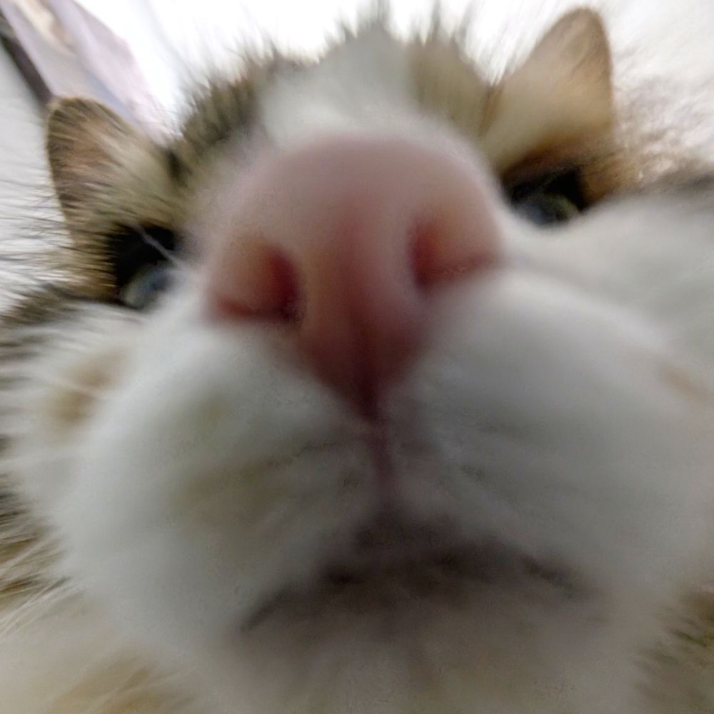 Beans