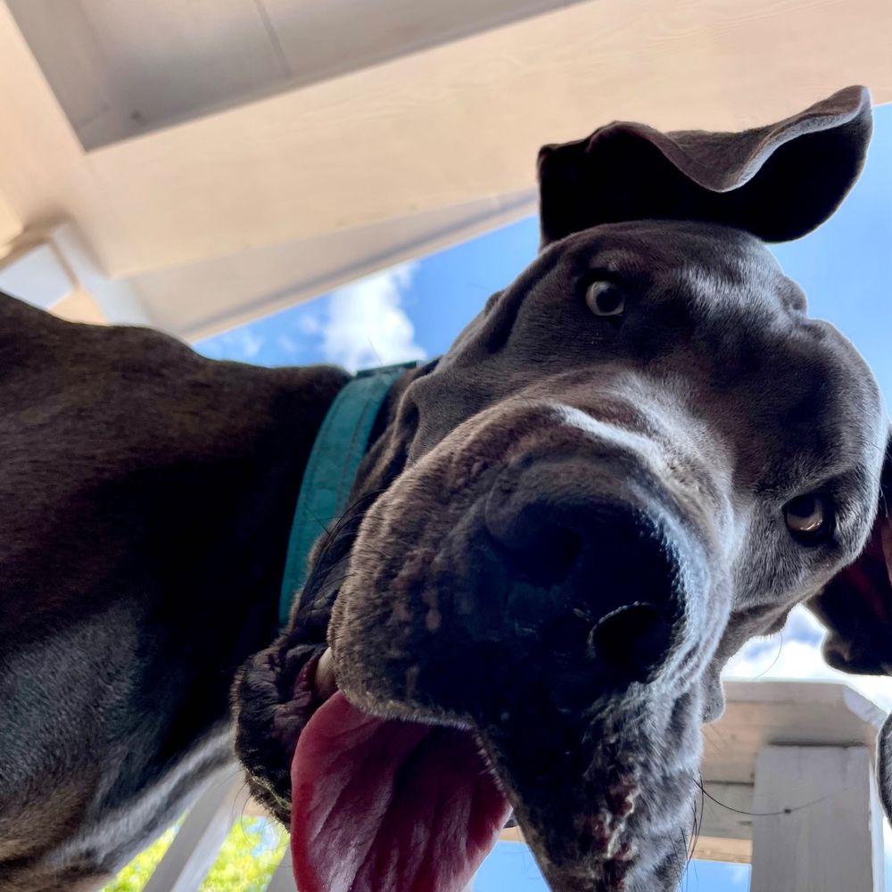 Blue Dog
