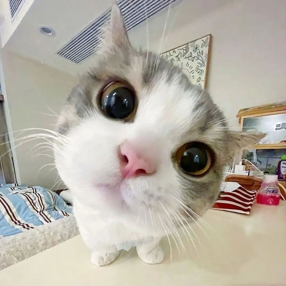 샤쵸