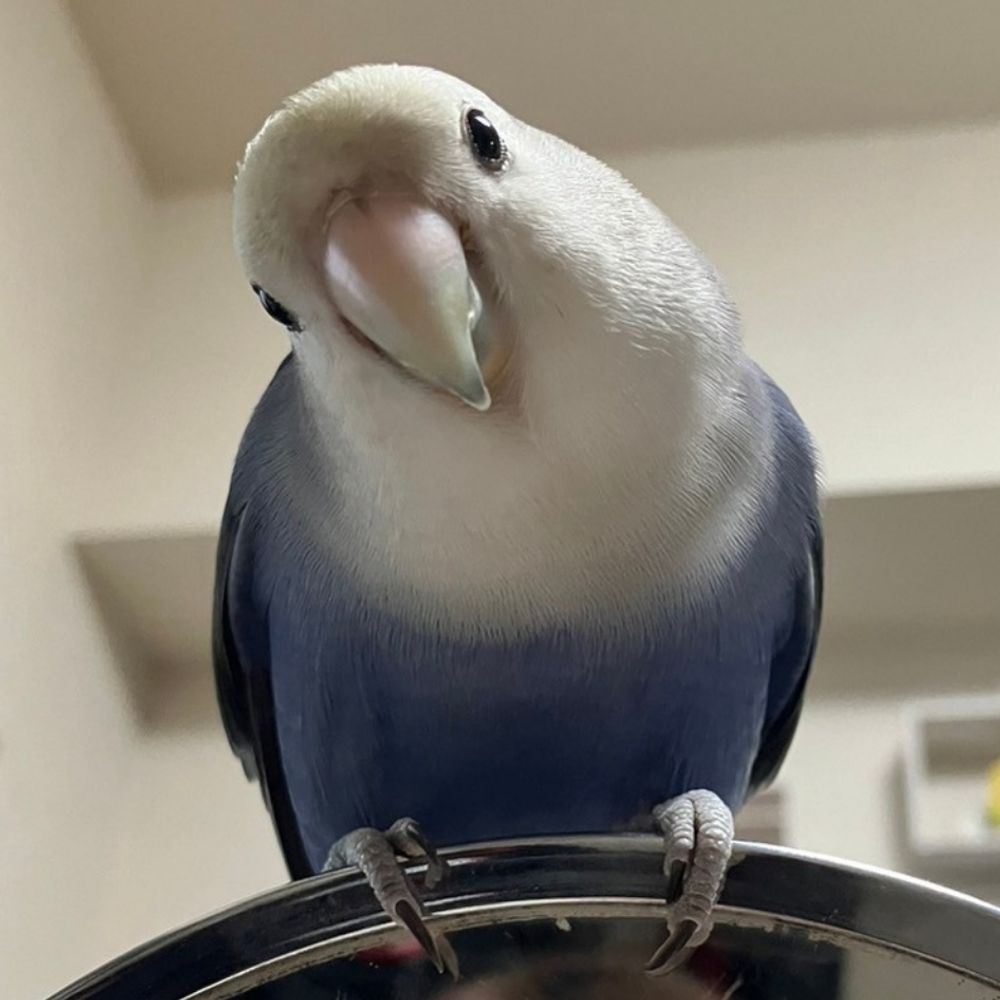 ちょろ