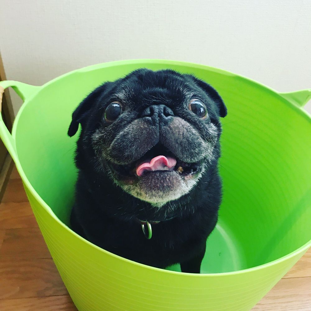 ワンチョ