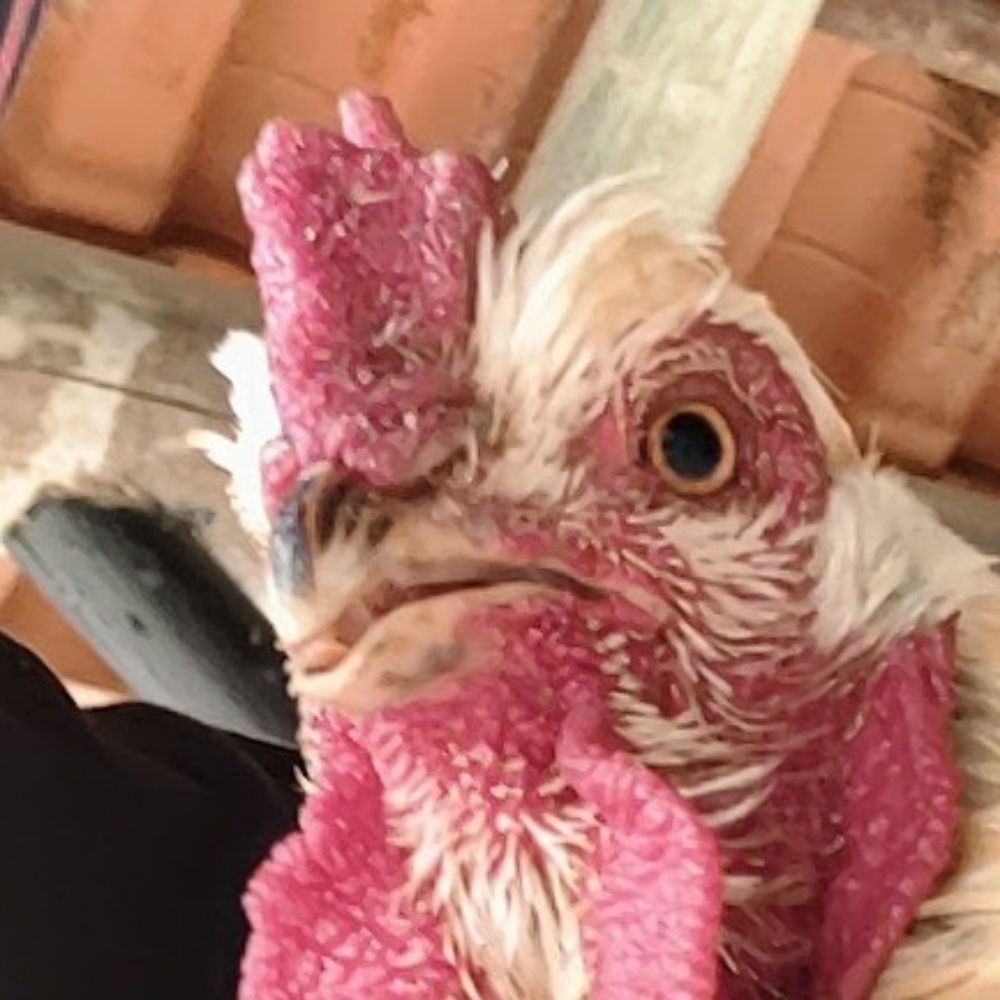Frango bombado