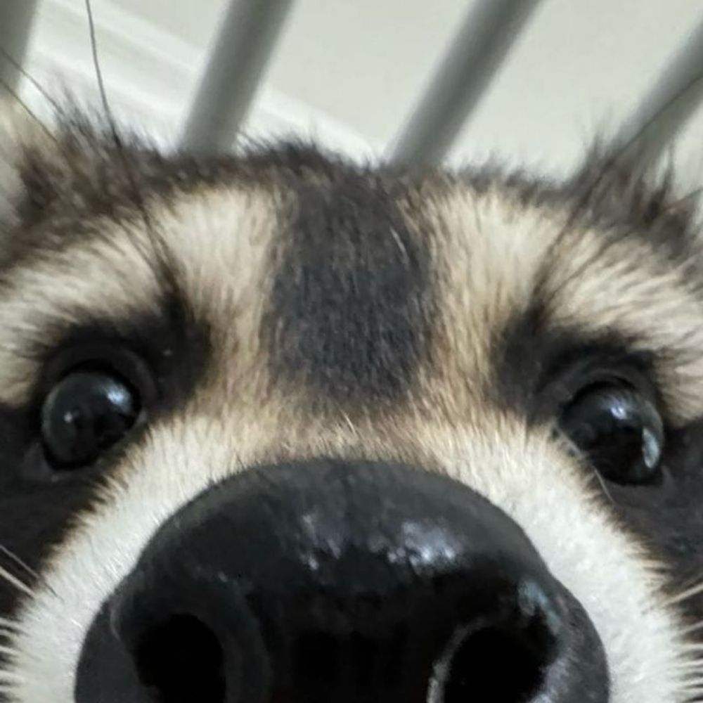 리틀 돼지너구리🦝