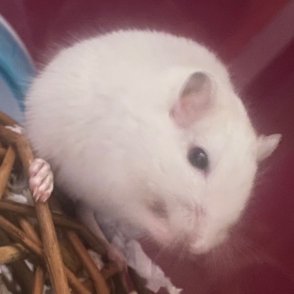 Sebastian