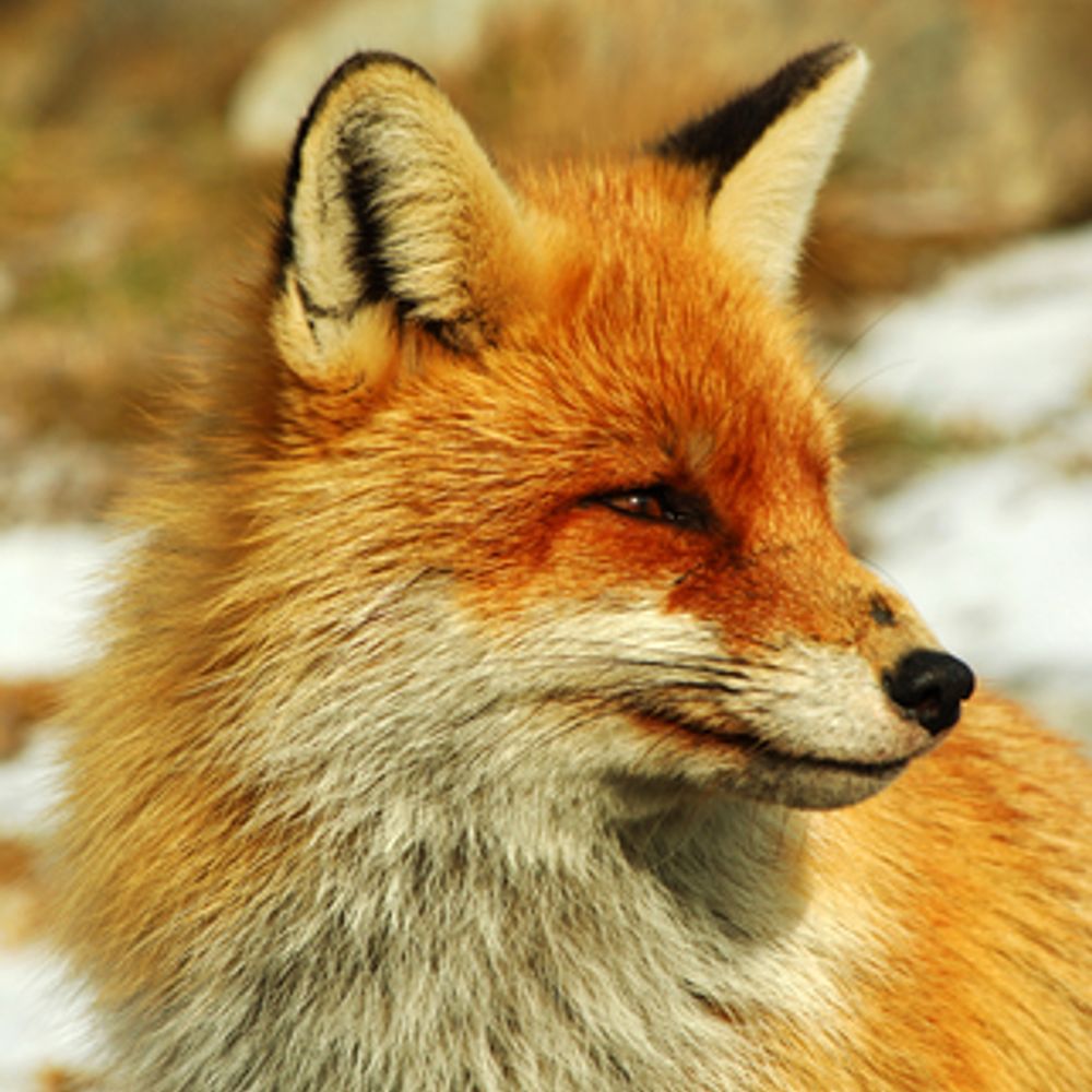 TheUnholyFox