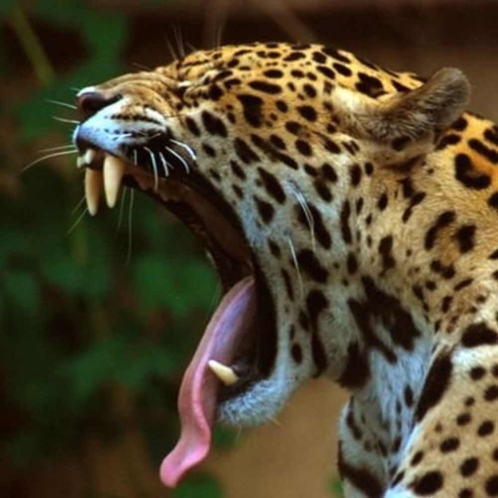 Astrojaguar