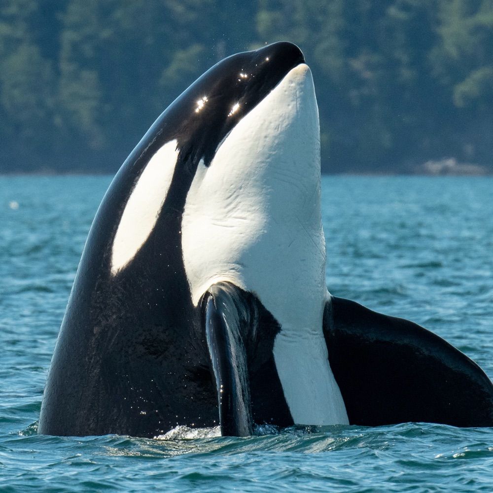 Maya’s Legacy Whale Watching