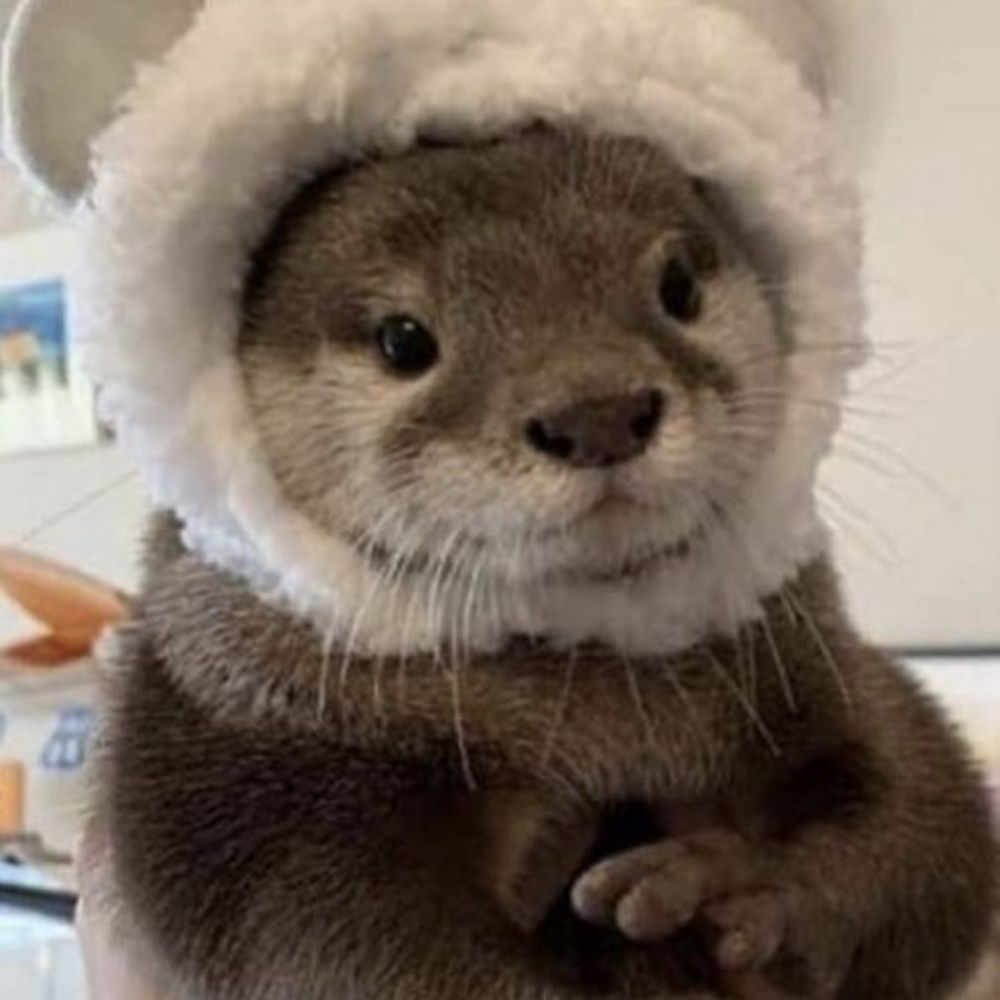 🦦❣⭐
