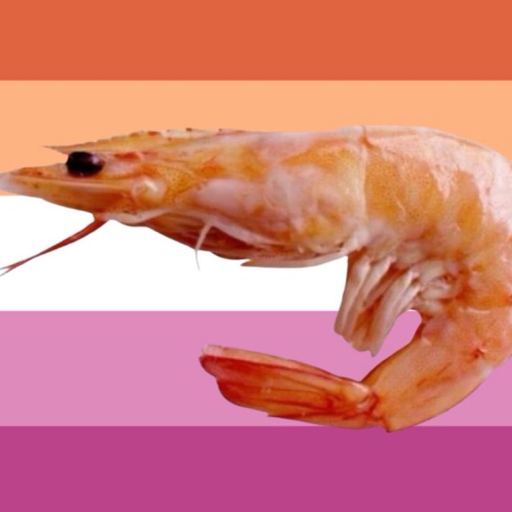 🦐