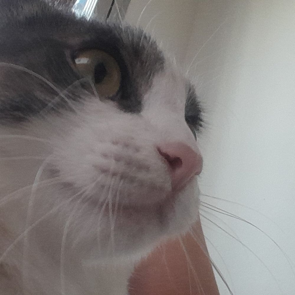 Don Gato
