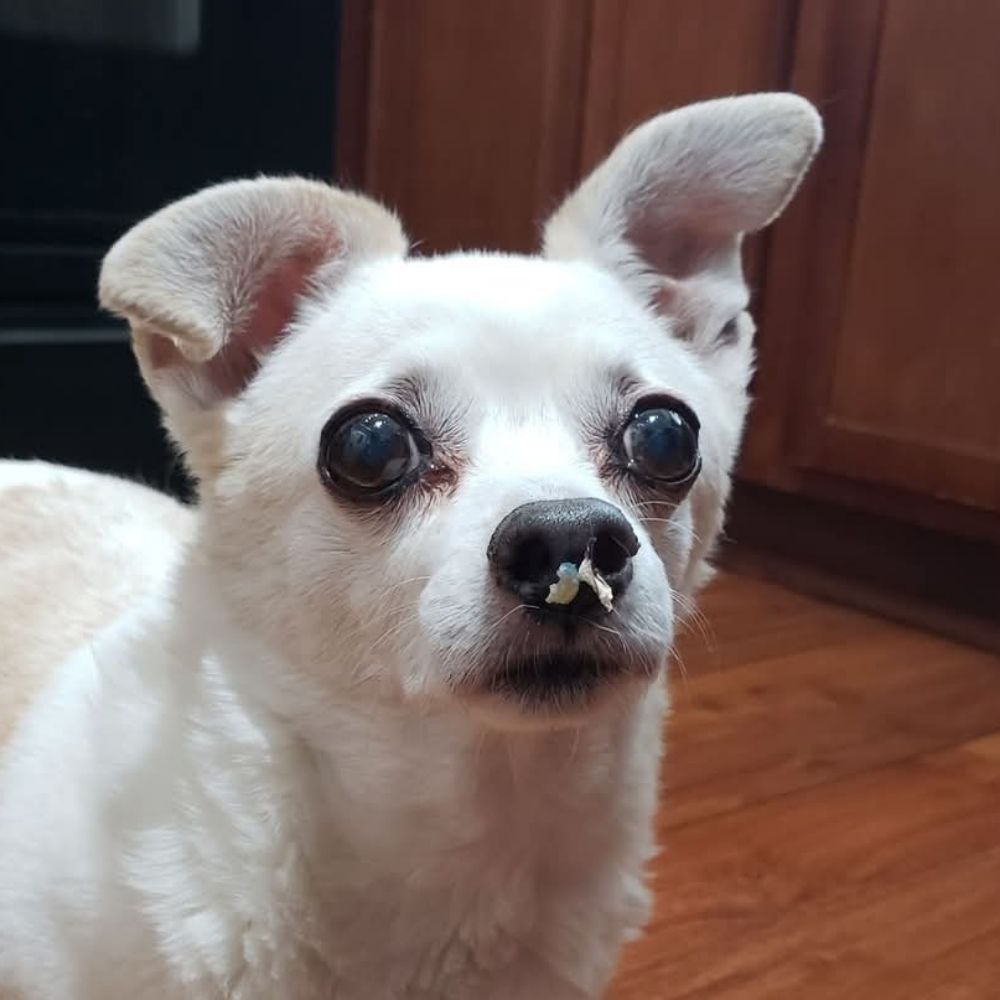 What's On Desi's Nose?