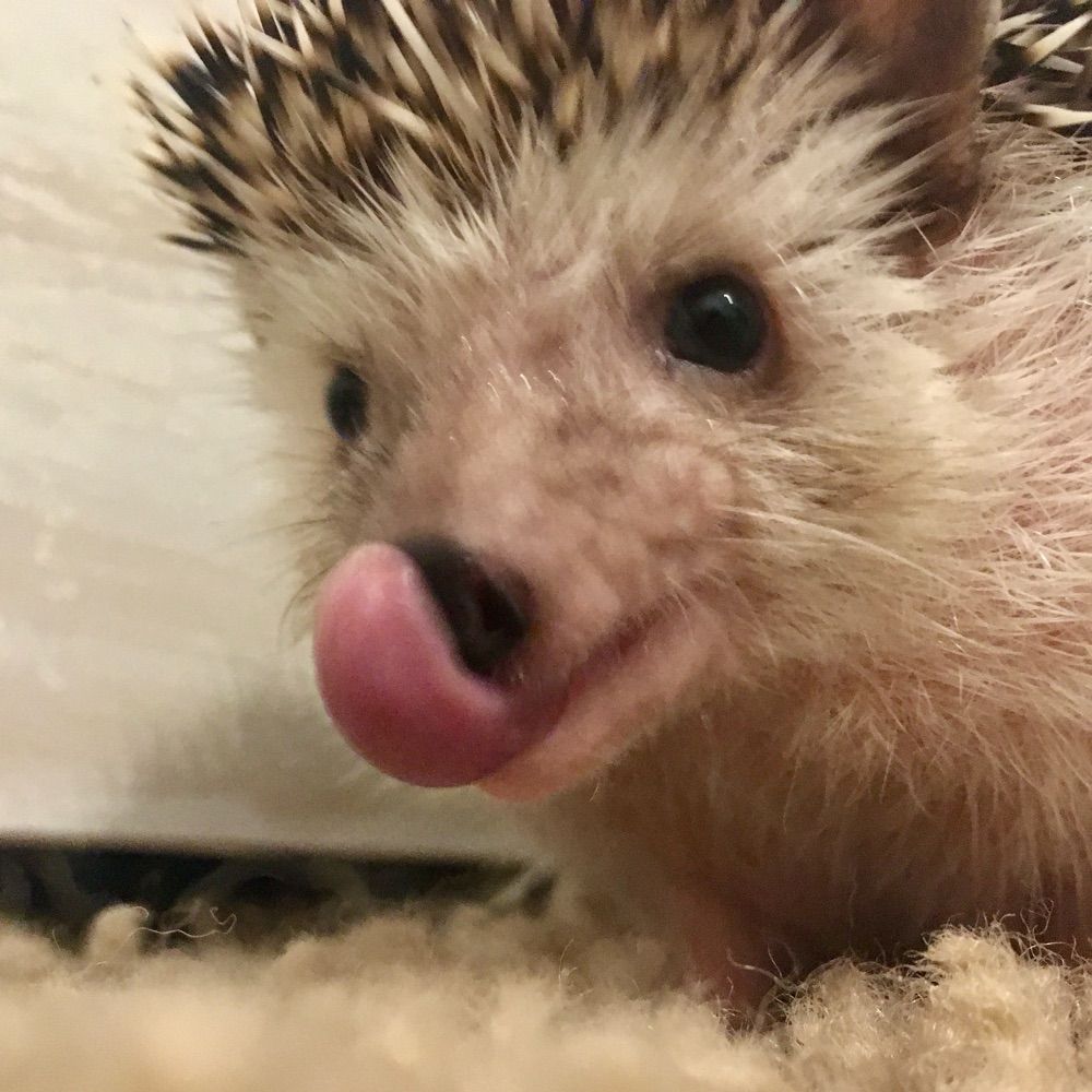hedgehog 😎
