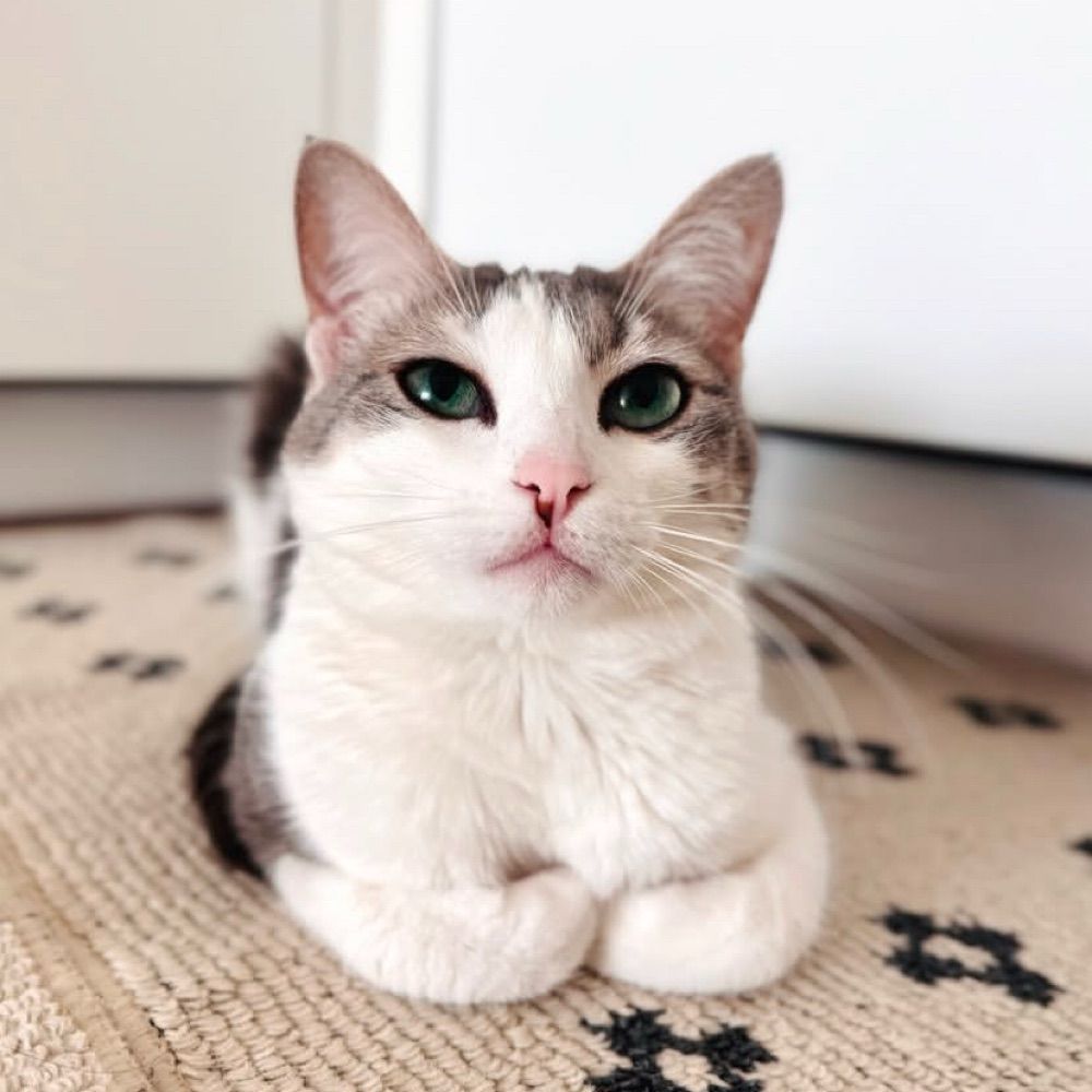 Purrfect Companions