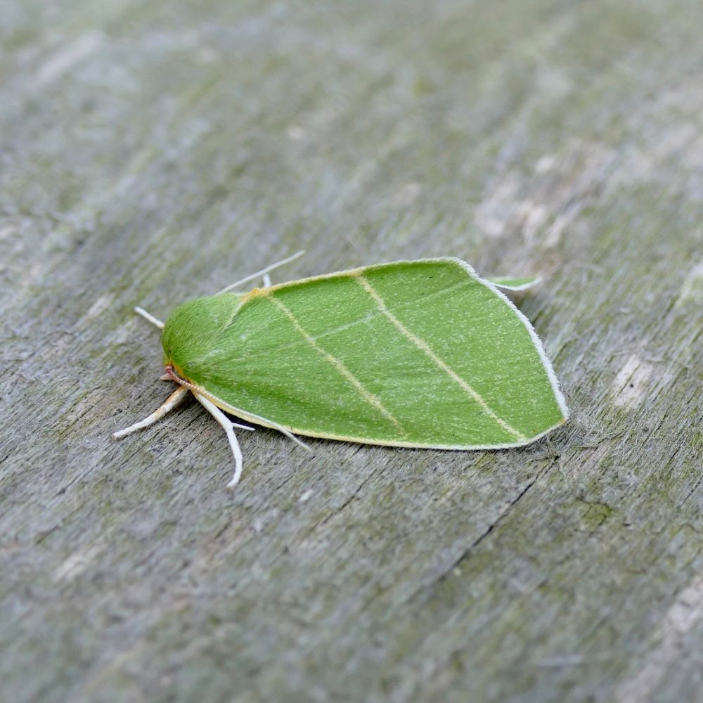 Darrenrseamanmoths
