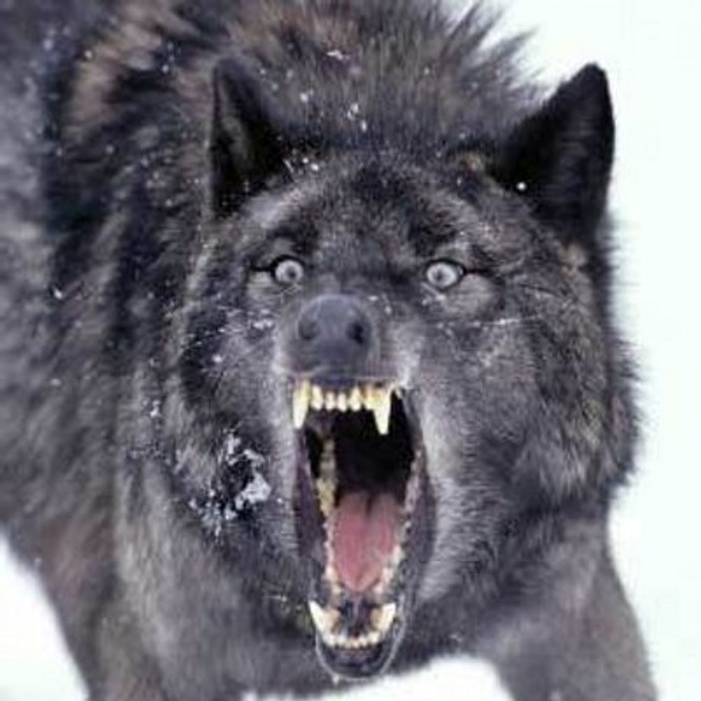 Literally A Wolf 🇵🇸