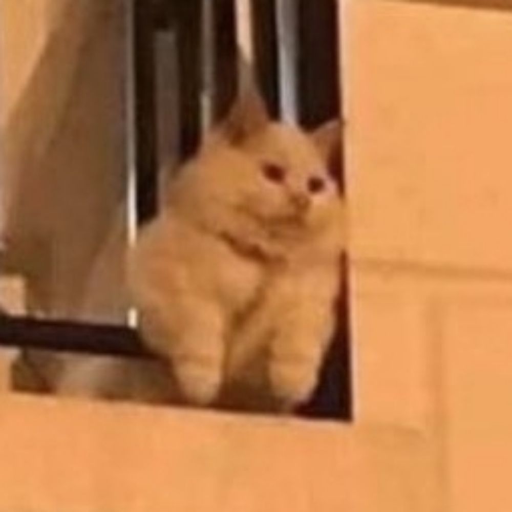 마요