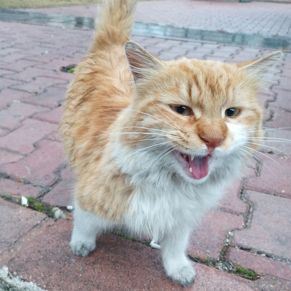 Bikbik