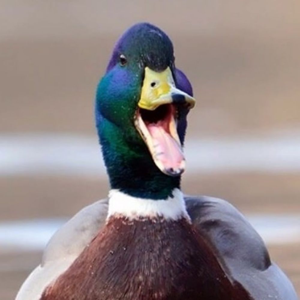 Irritated Duck