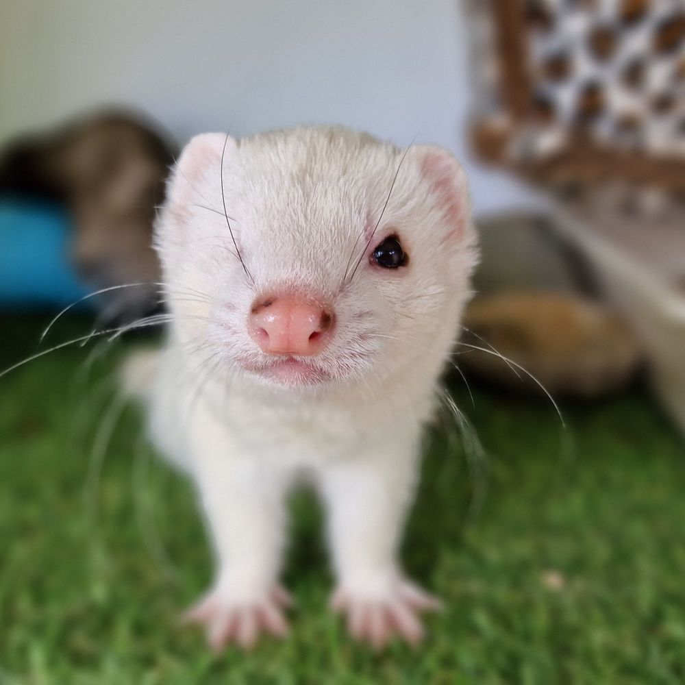 Ferrets