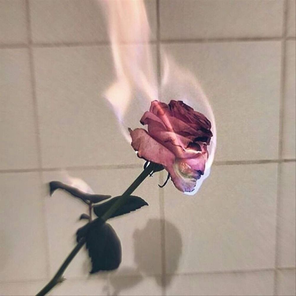 Rōzutōn 🥀 薔音
