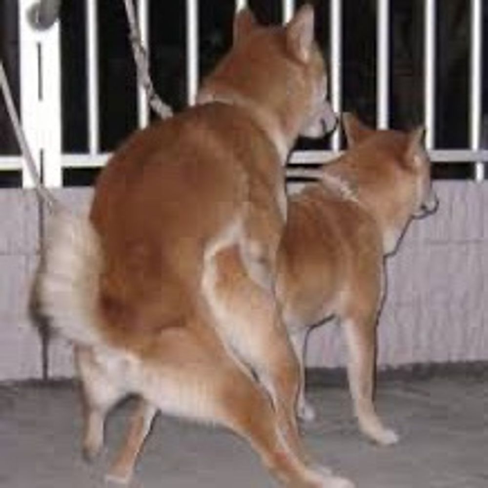 副島たいが