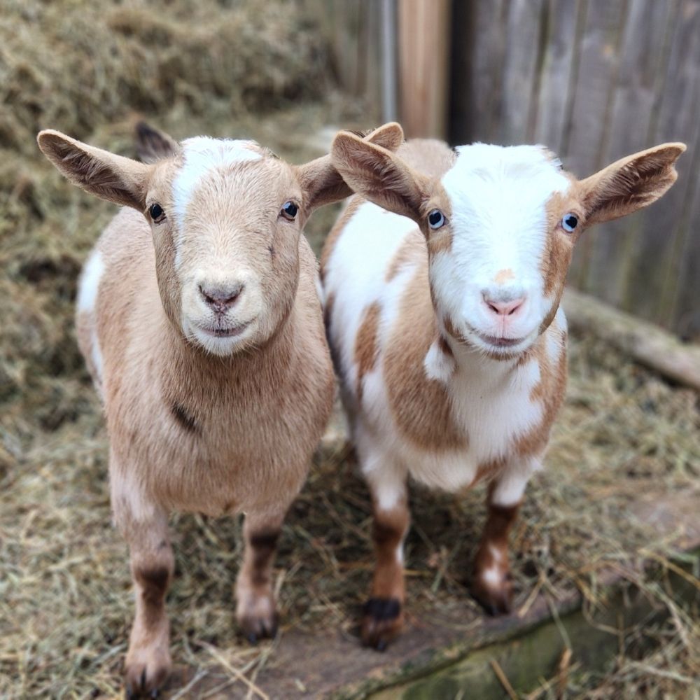 Constantine Goats