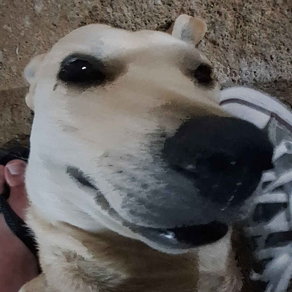 Kaas