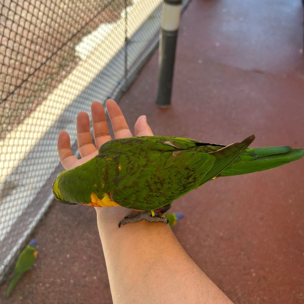 ばっさー
