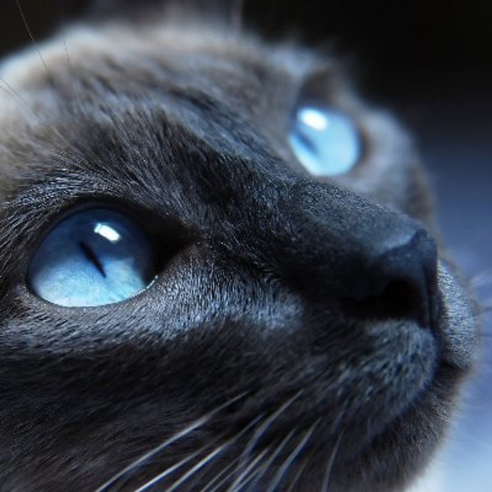 Ukrainian Cat 🇺🇦