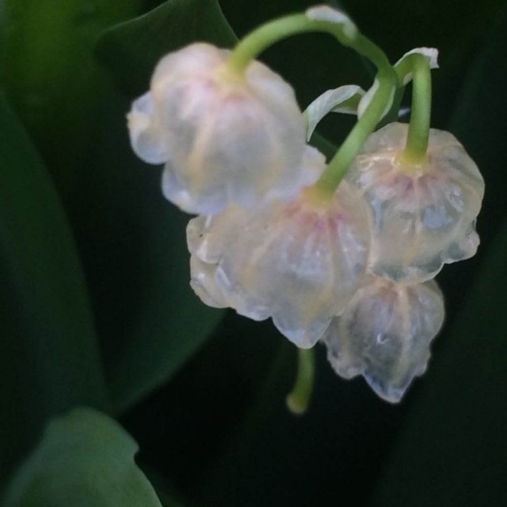 紗羅