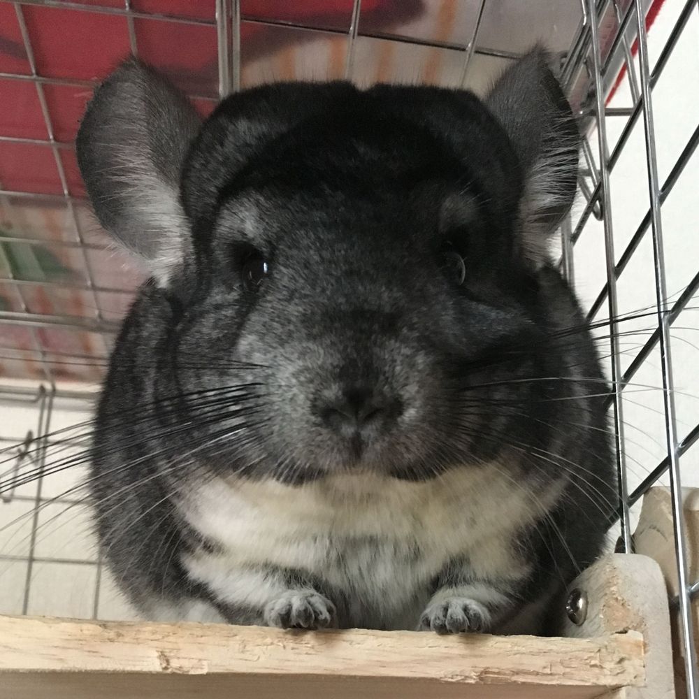 豚足