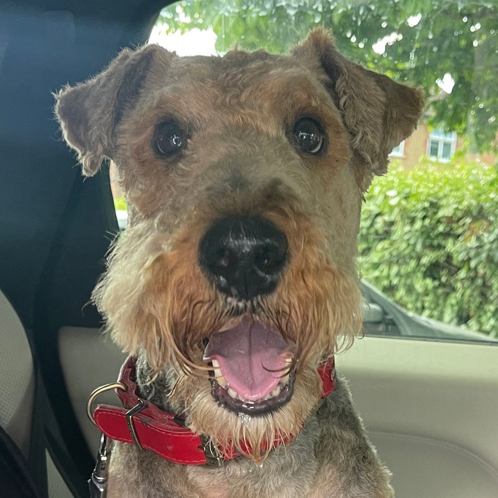 Lucy the Airedale