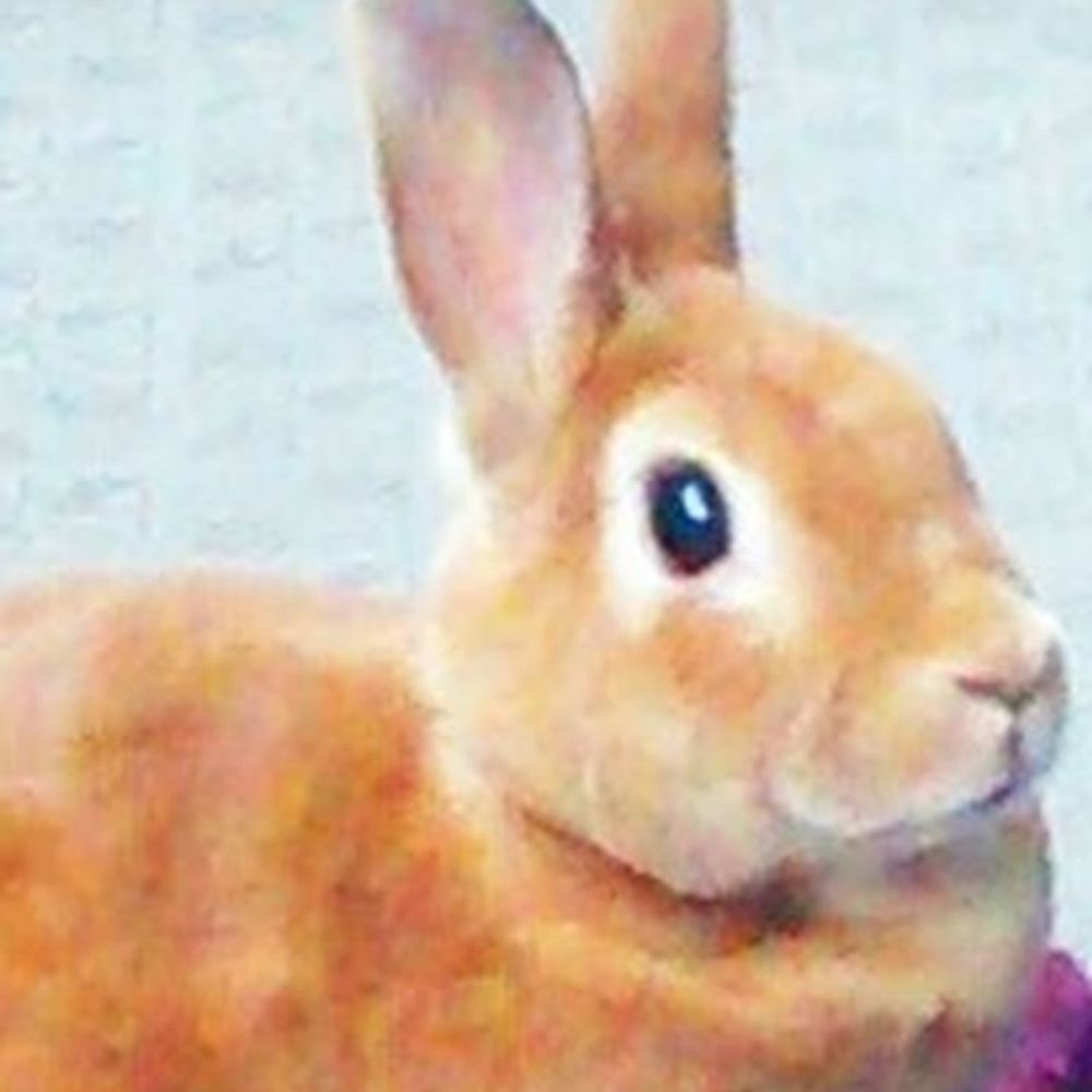 あずき🐰