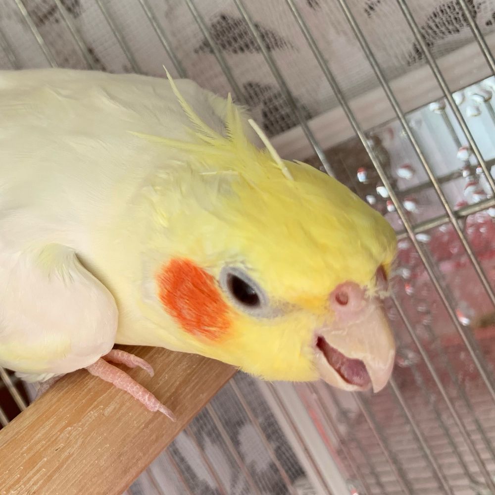 にゃ〜むこ