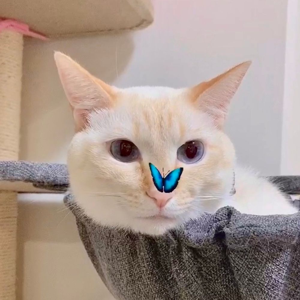 白玉ちゃん