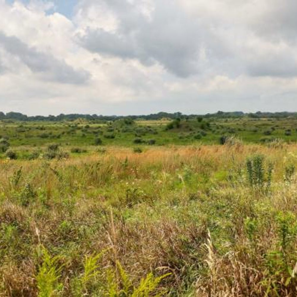 Radical Prairiegrass Ecosocialist Party of Illinois