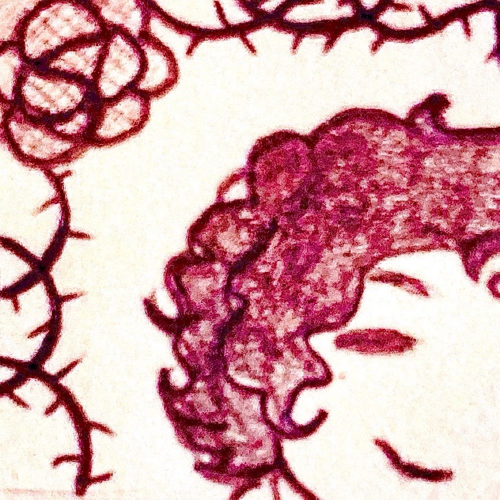 Rosa Sprout