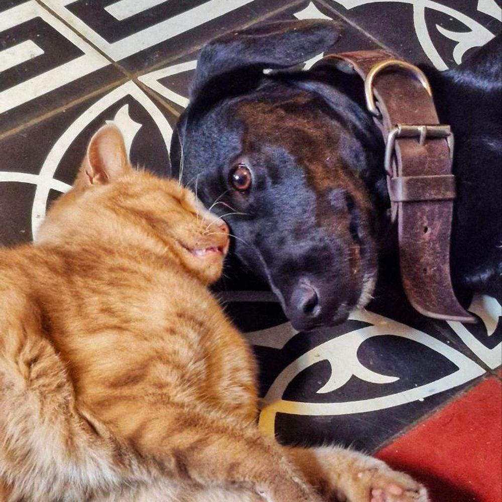 Ich bin hier nur die Katz