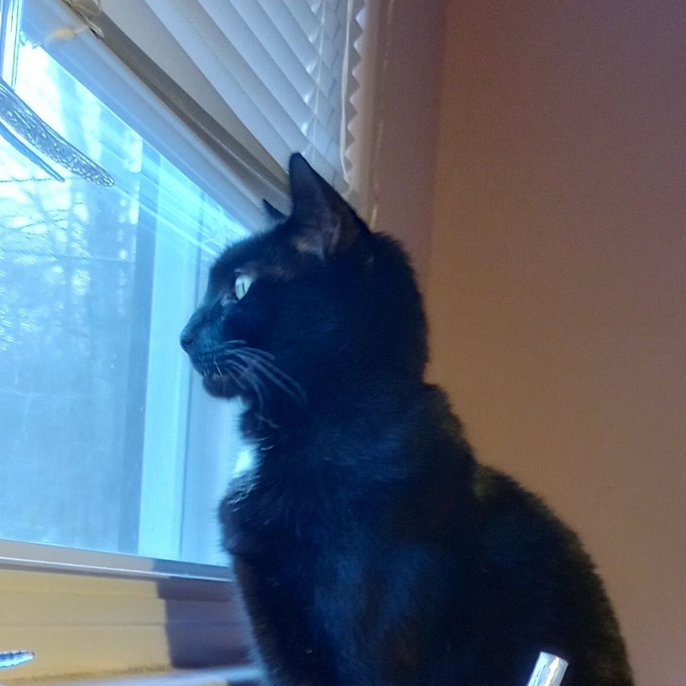 Polly
