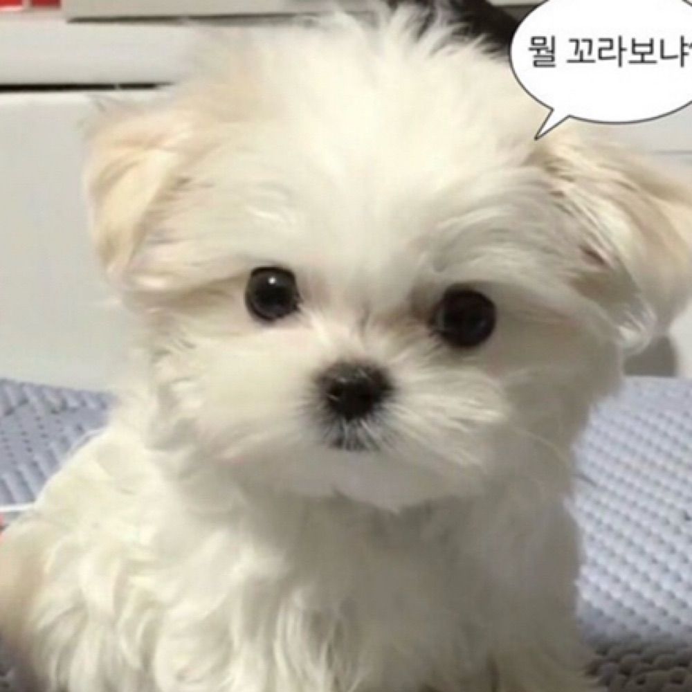 원