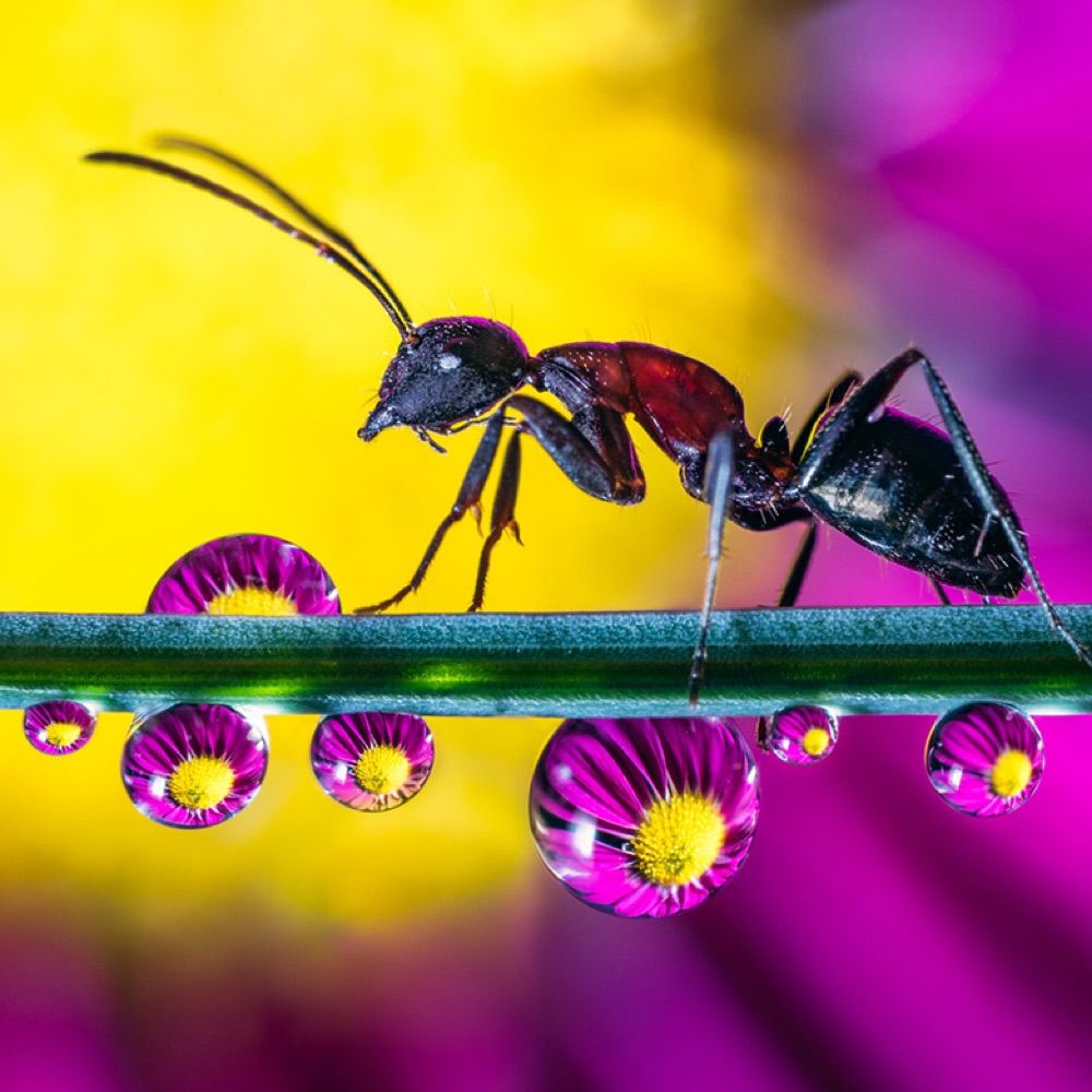 Focus Stacking