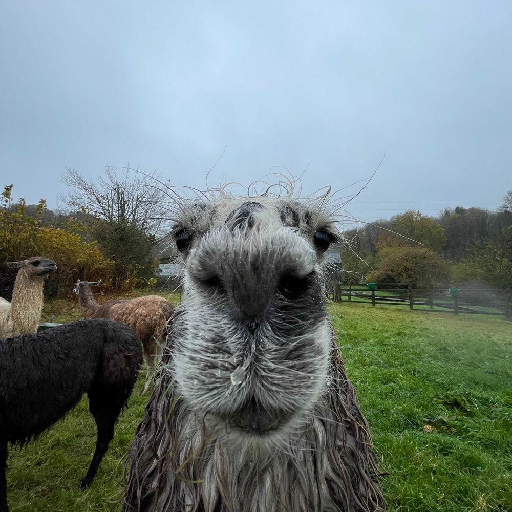 Pembrokeshire Llamas