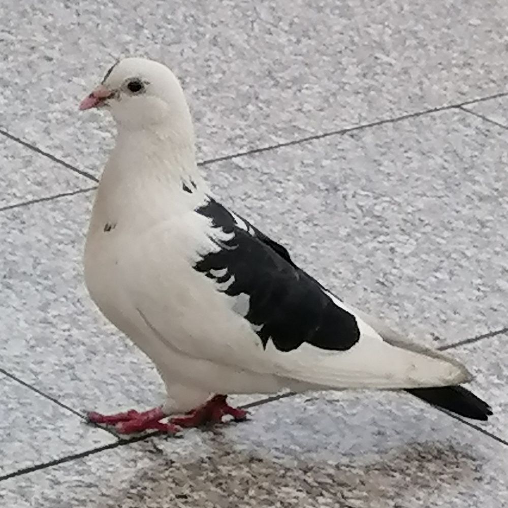 Marceroni