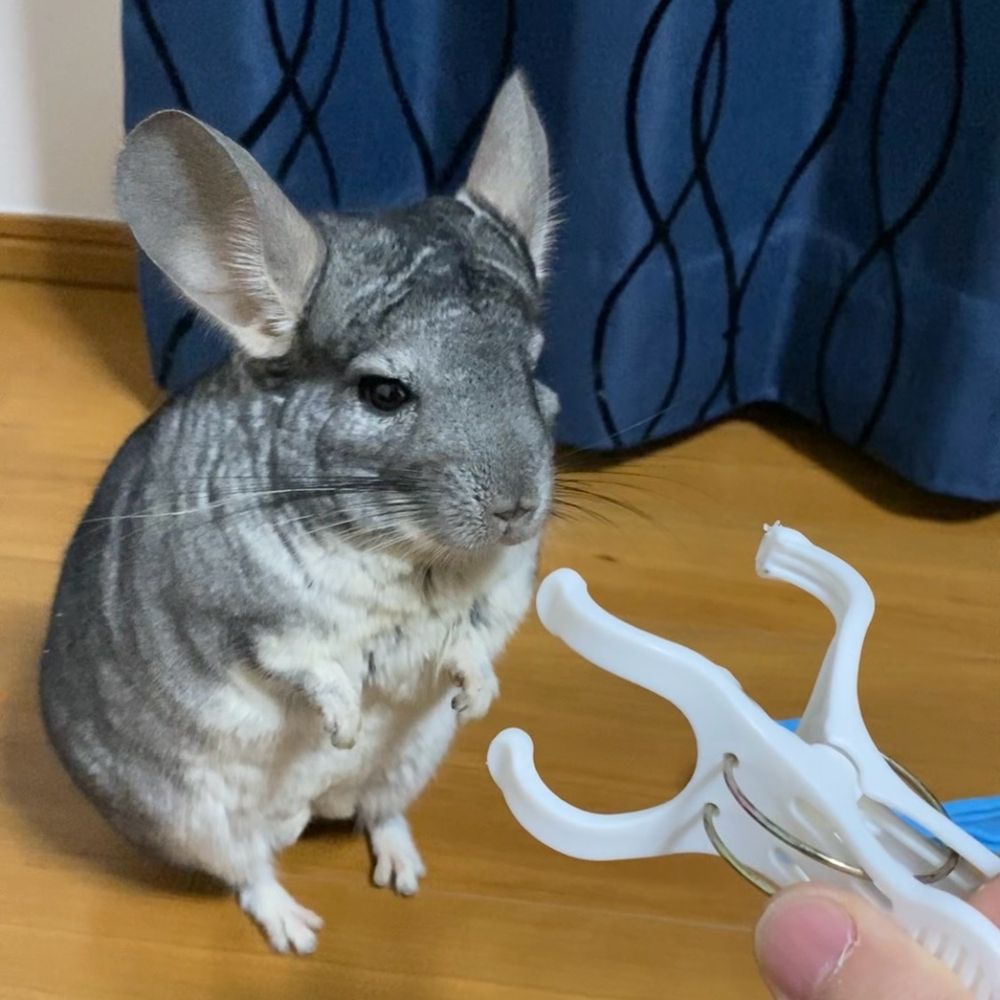 おはぎとパパ